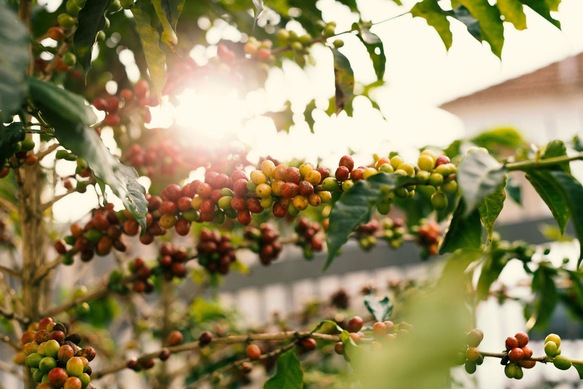 The Voyage of the Bean: From Farm to Cup