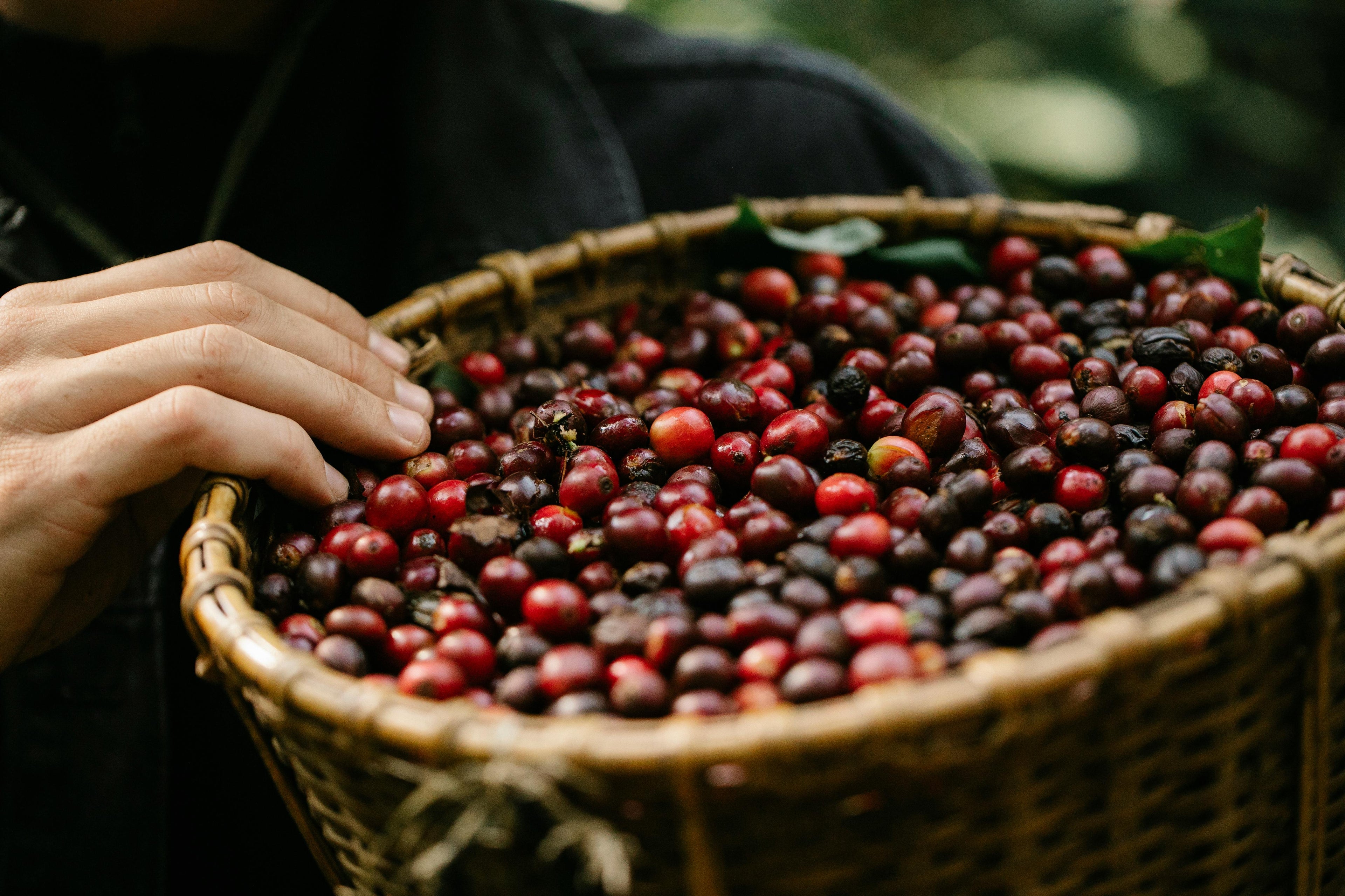 A basket of freshly picked coffee beans
