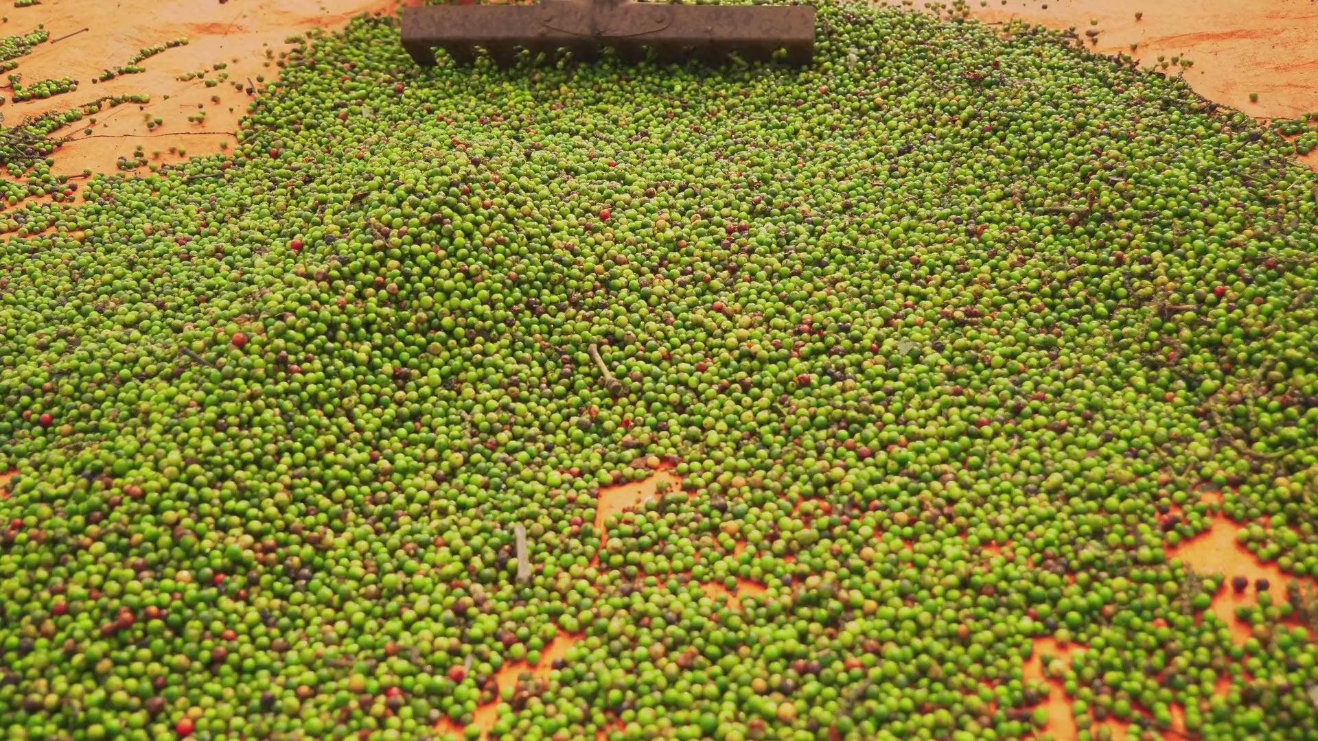Freshly Harvested Coffee Beans Being Spread